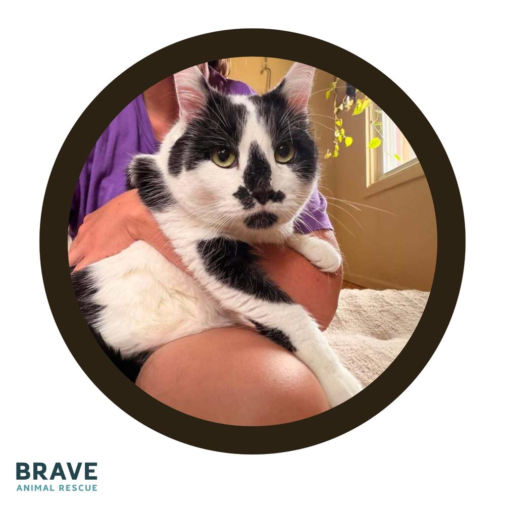 Oreo, a Adoptable mixed breed in Lincoln, NE image 6/6