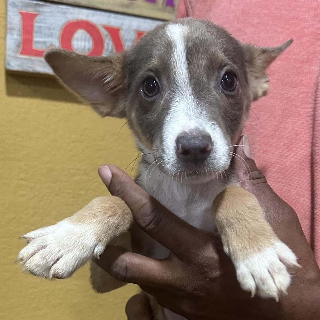 Enlarge Frankfort - Local November 6-8, a Adoptable mixed breed in Johnston, RI image 1/1