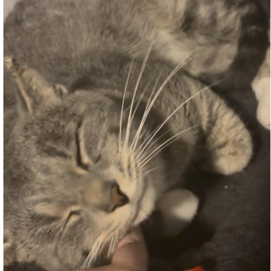 Enlarge Dustey, a Adoptable Domestic Short Hair in Lake Geneva, WI image 1/6