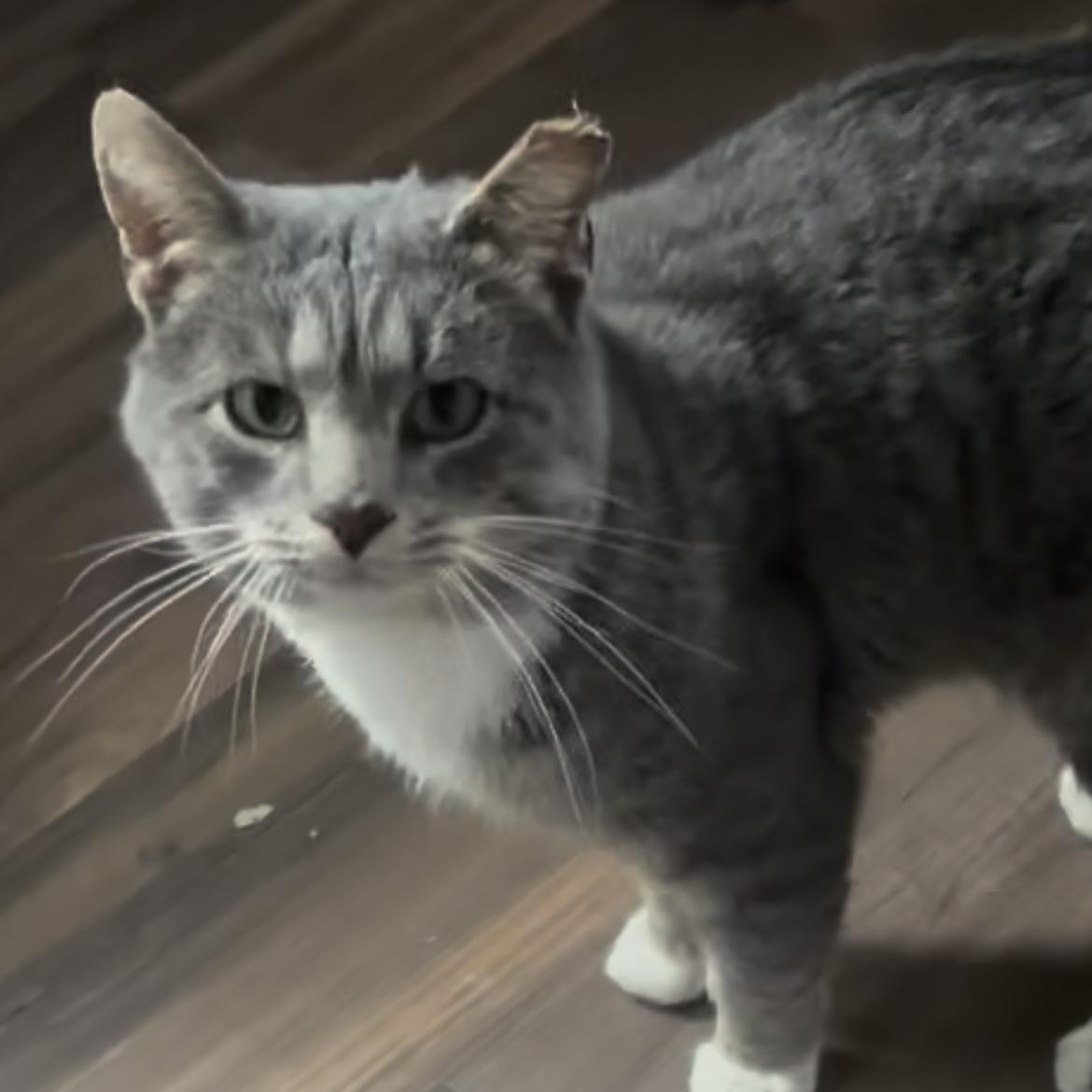 Enlarge Dustey, a Adoptable Domestic Short Hair in Lake Geneva, WI image 6/6