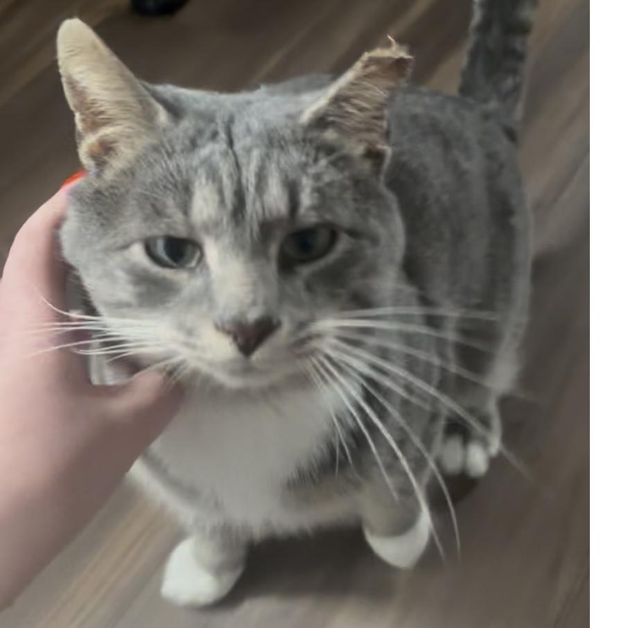 Enlarge Dustey, a Adoptable Domestic Short Hair in Lake Geneva, WI image 2/6