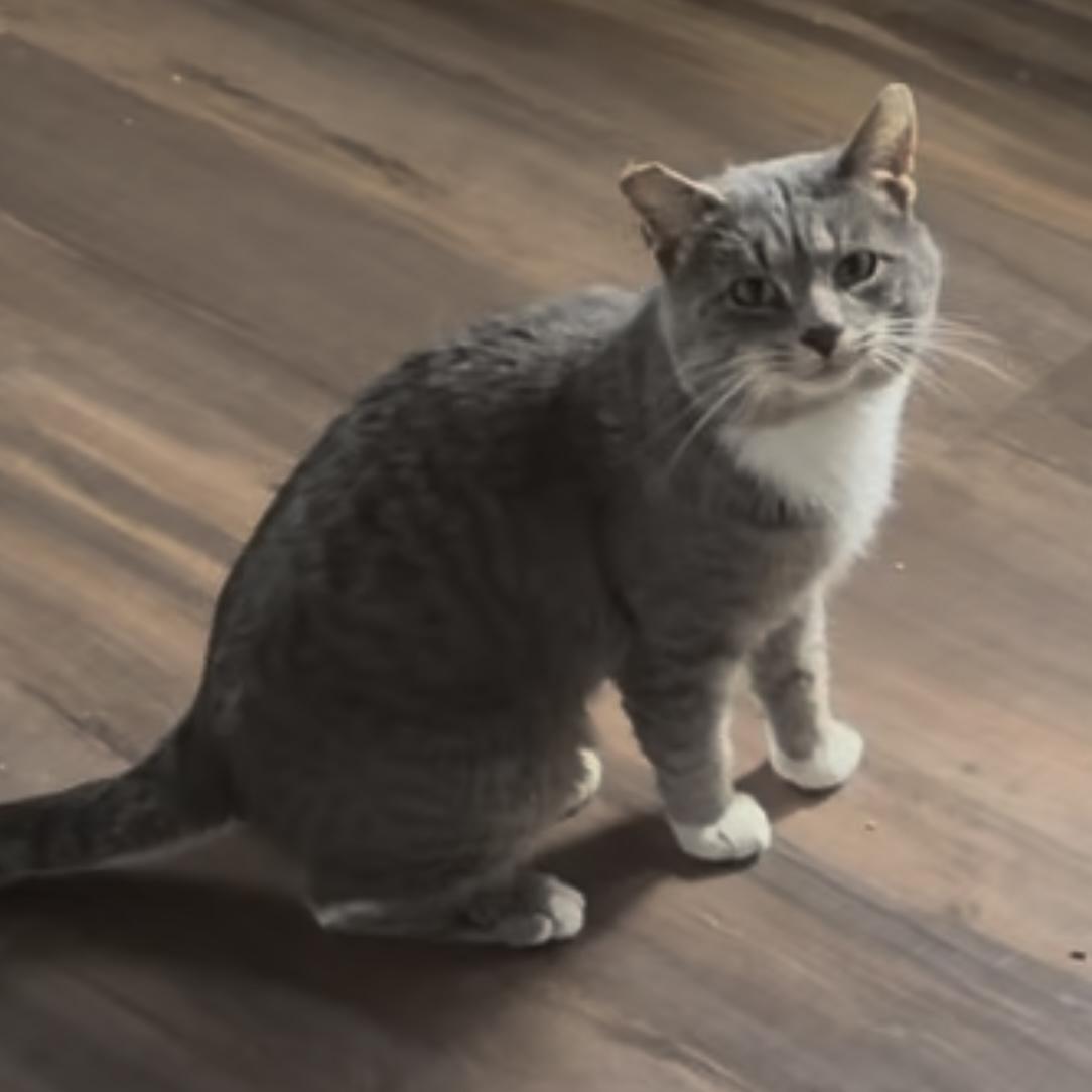 Enlarge Dustey, a Adoptable Domestic Short Hair in Lake Geneva, WI image 5/6