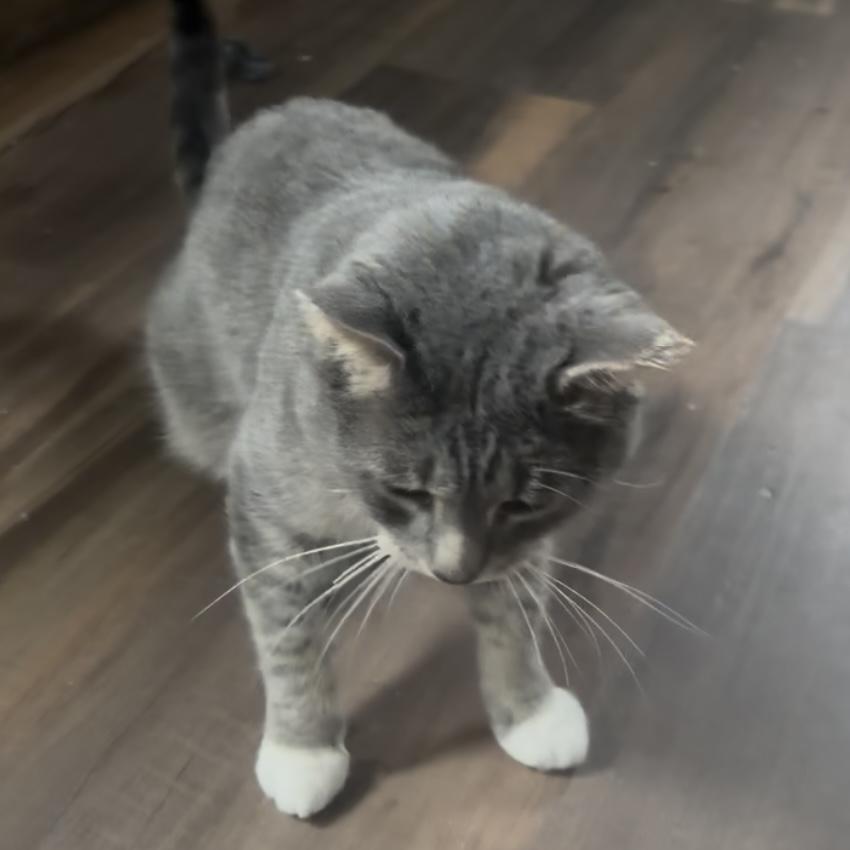 Enlarge Dustey, a Adoptable Domestic Short Hair in Lake Geneva, WI image 3/6