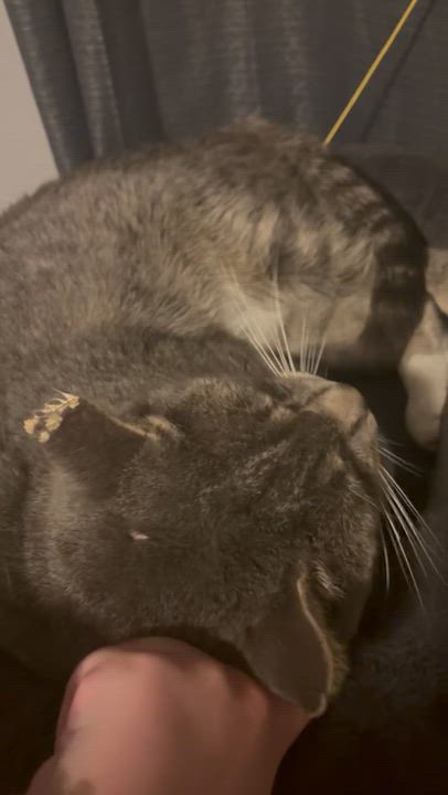 Enlarge Dustey, a Adoptable Domestic Short Hair in Lake Geneva, WI video 4/6