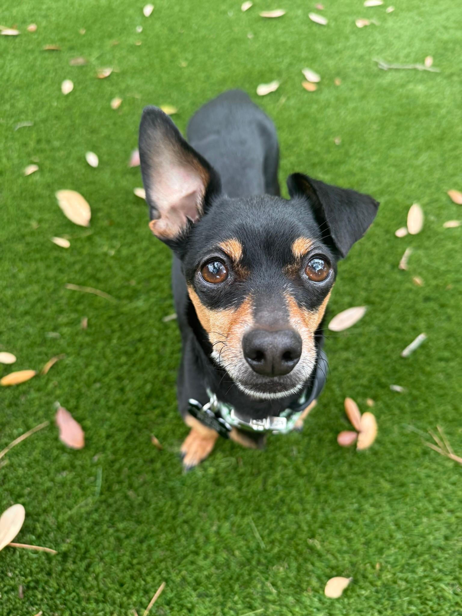 Enlarge Snickerdoodle, a Adoptable mixed breed in Ogden, UT image 3/6