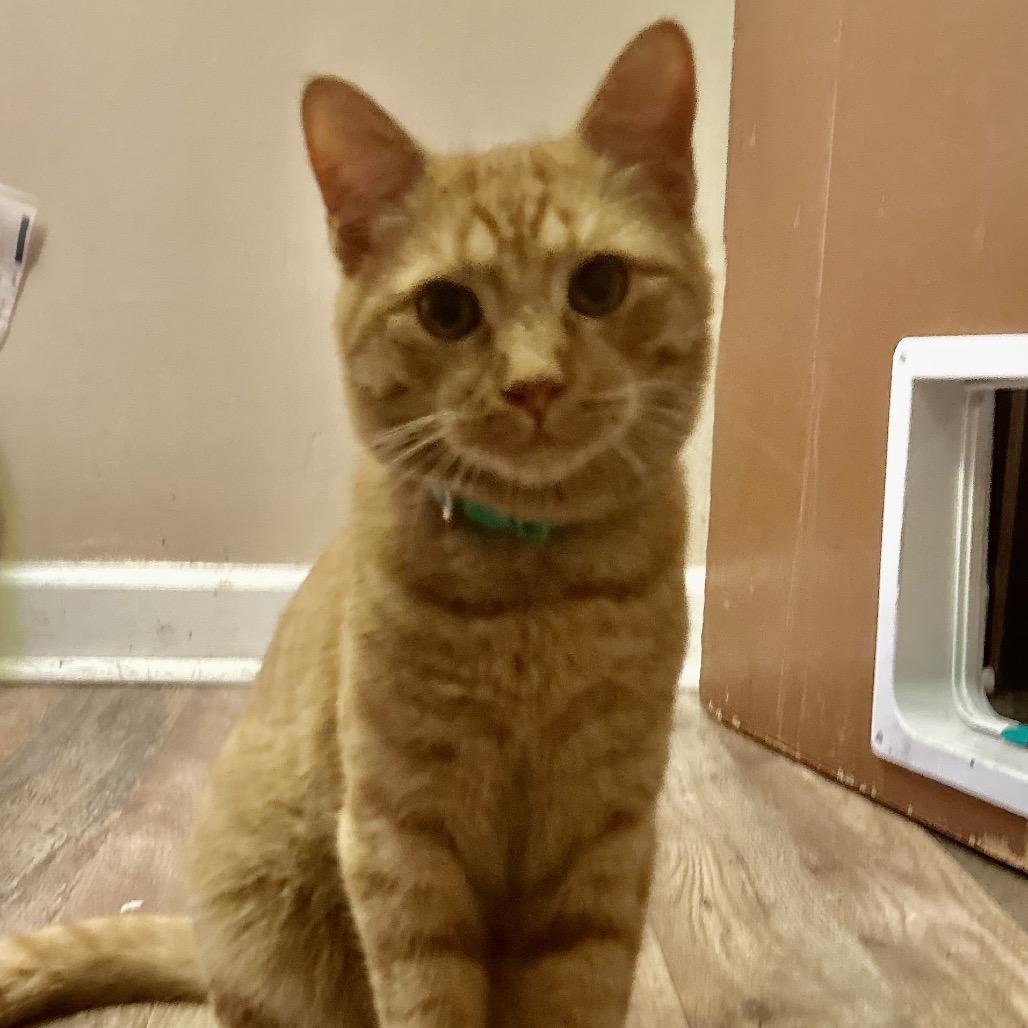 Mikey, adopted, Young Male Domestic Short Hair.