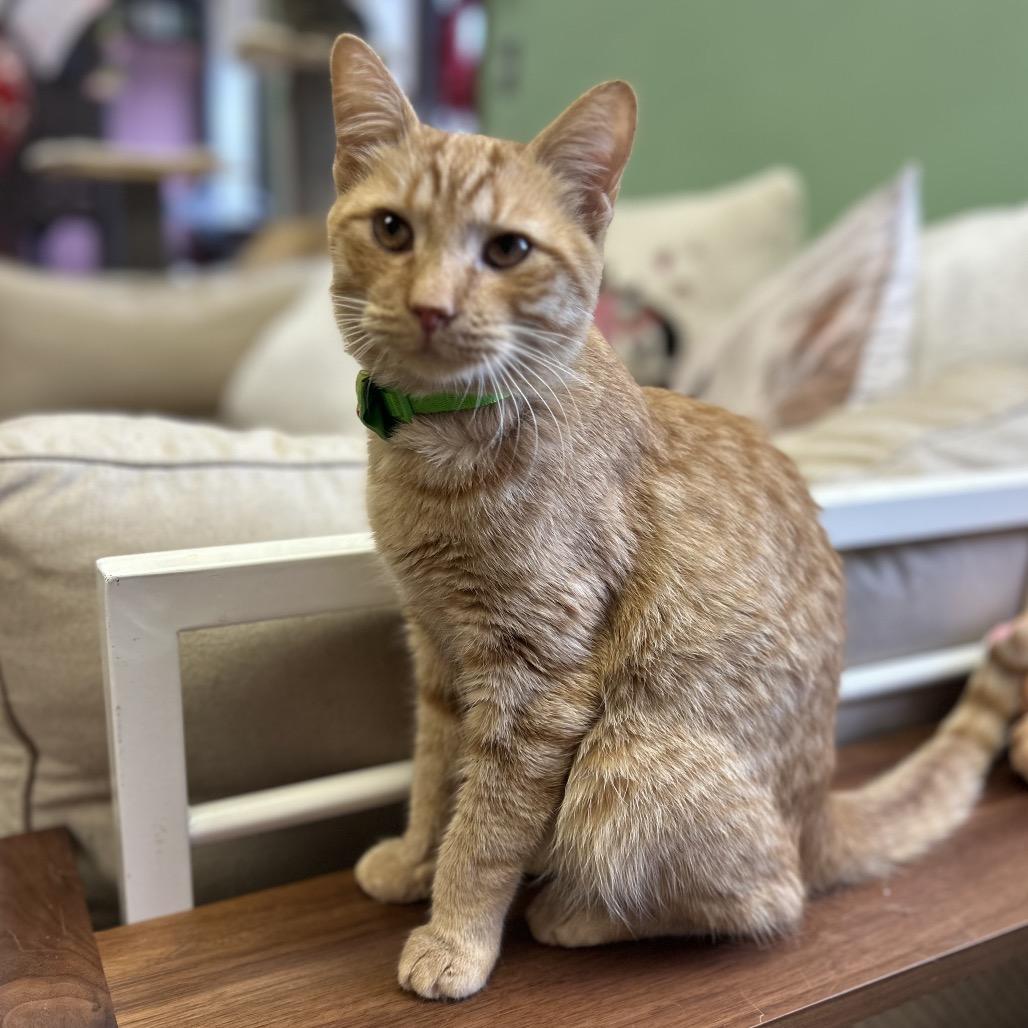 Mikey, an adopted Domestic Short Hair in Philadelphia, PA image 3/5
