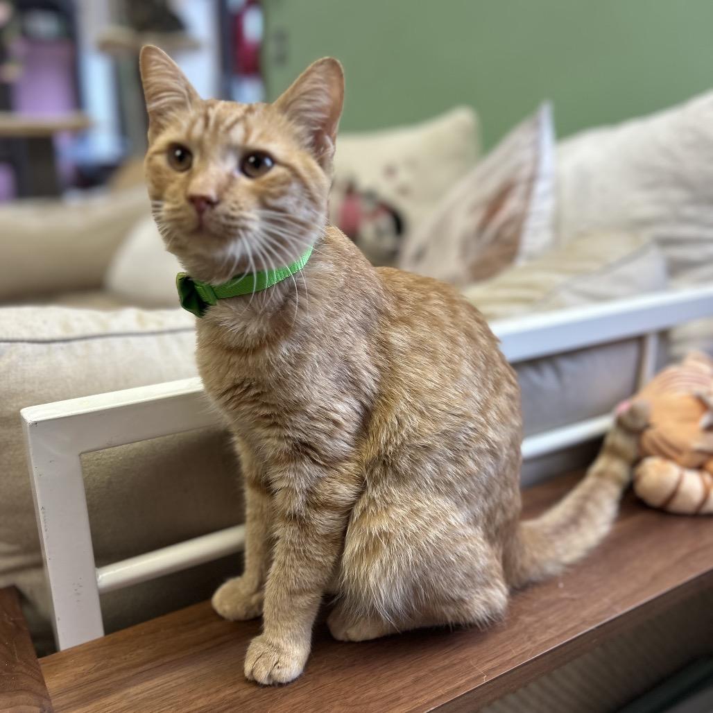 Mikey, an adopted Domestic Short Hair in Philadelphia, PA image 4/5