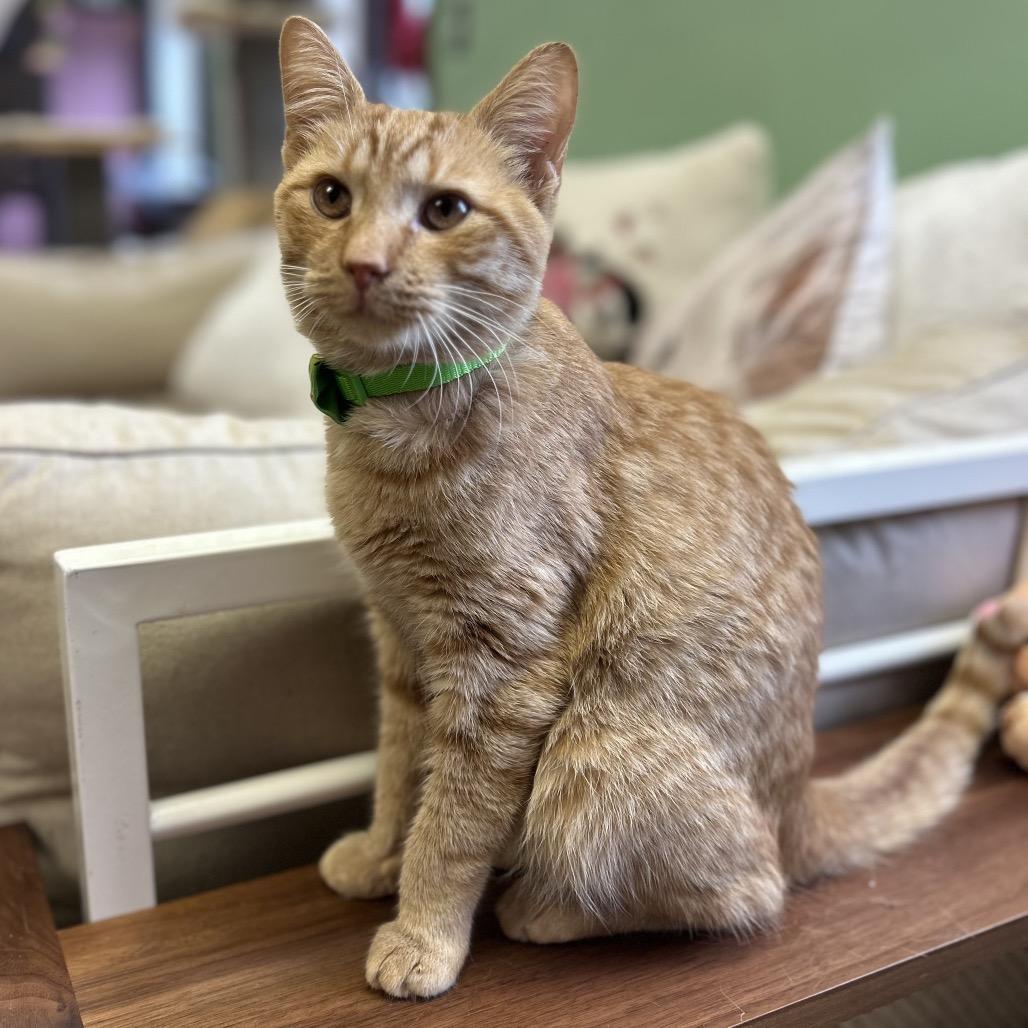 Mikey, an adopted Domestic Short Hair in Philadelphia, PA image 5/5