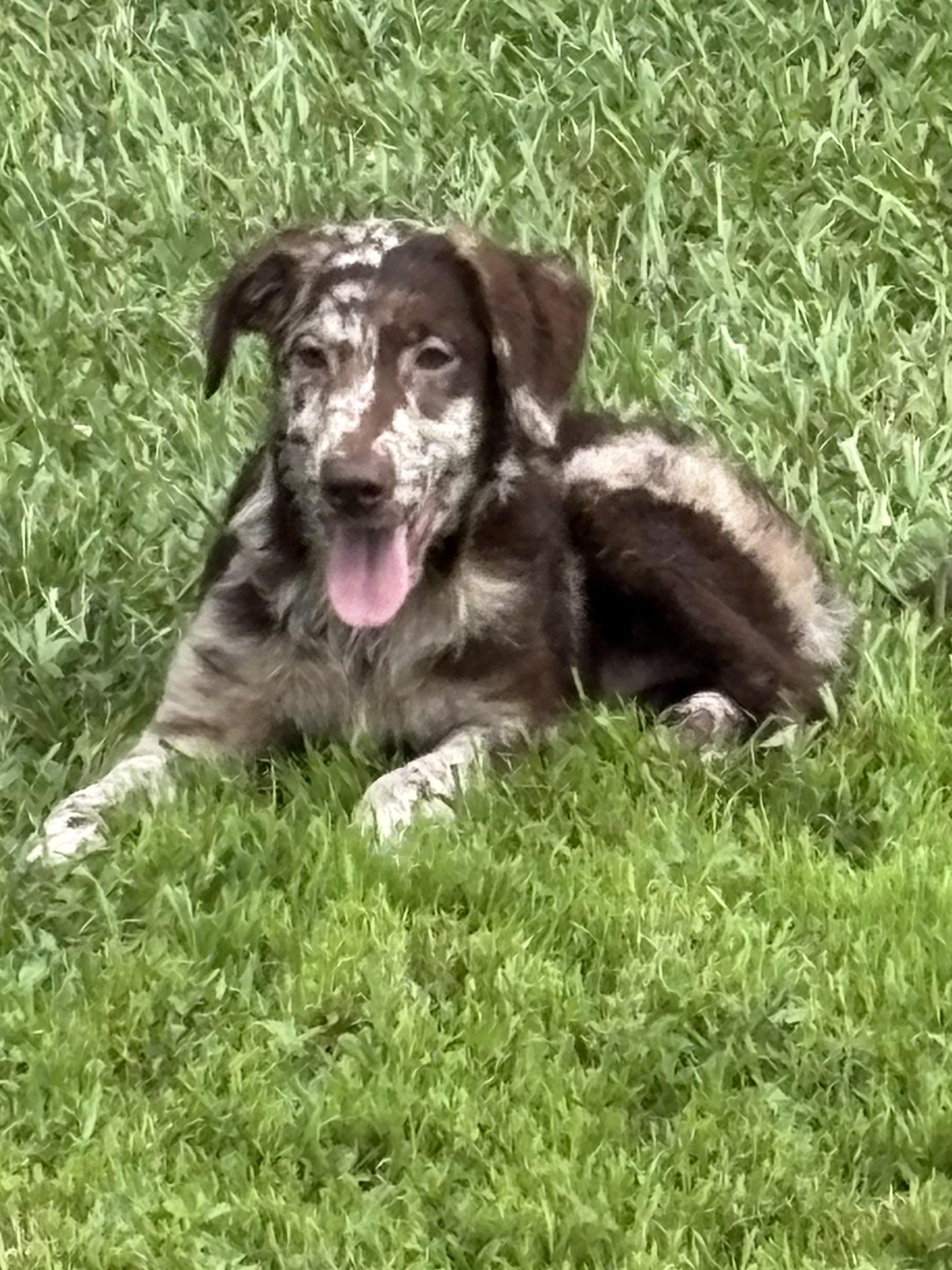 Shooter, an adoptable Aussiedoodle in Baker, LA, 70714 | Photo Image 6
