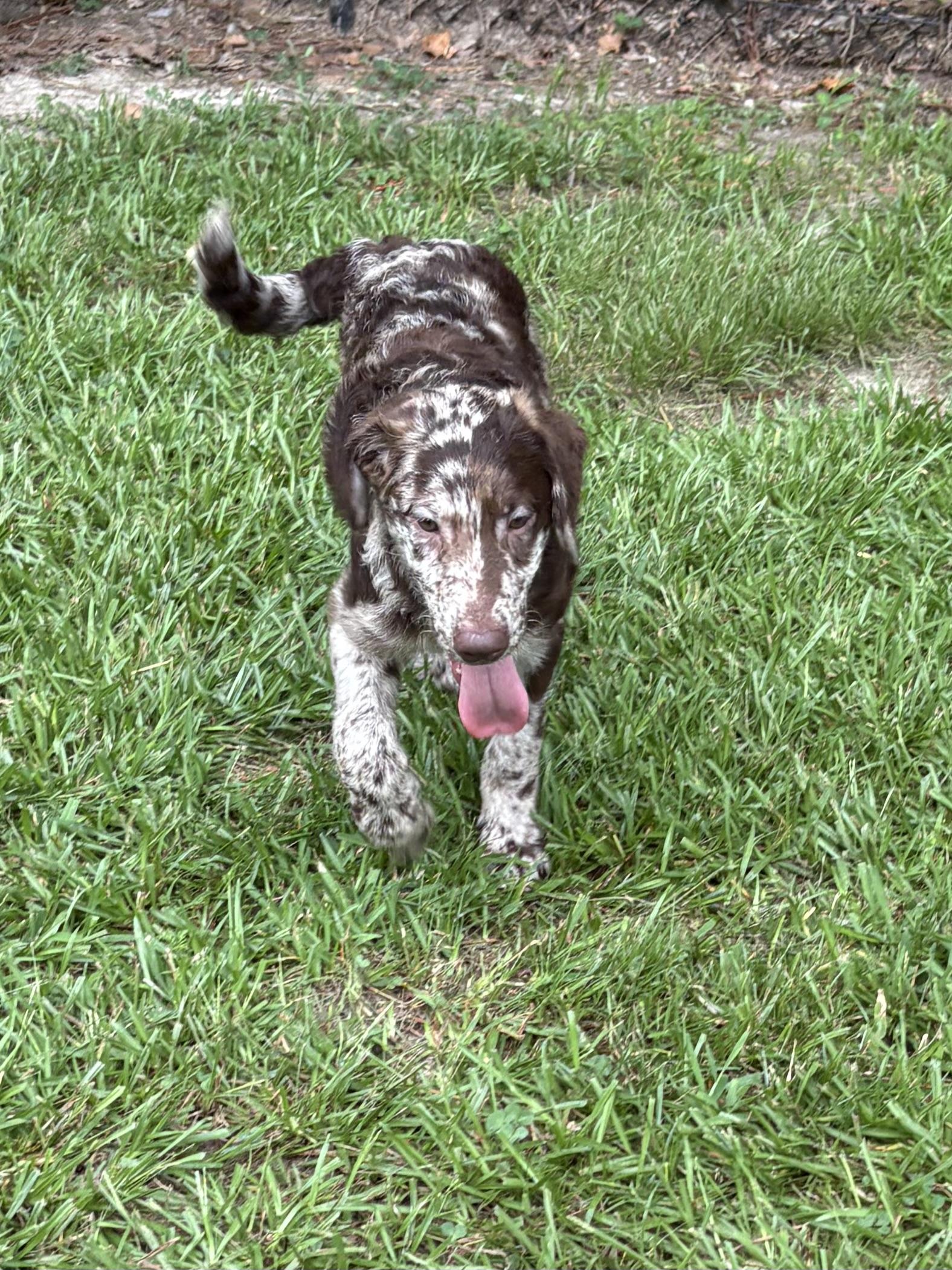 Shooter, an adoptable Aussiedoodle in Baker, LA, 70714 | Photo Image 4