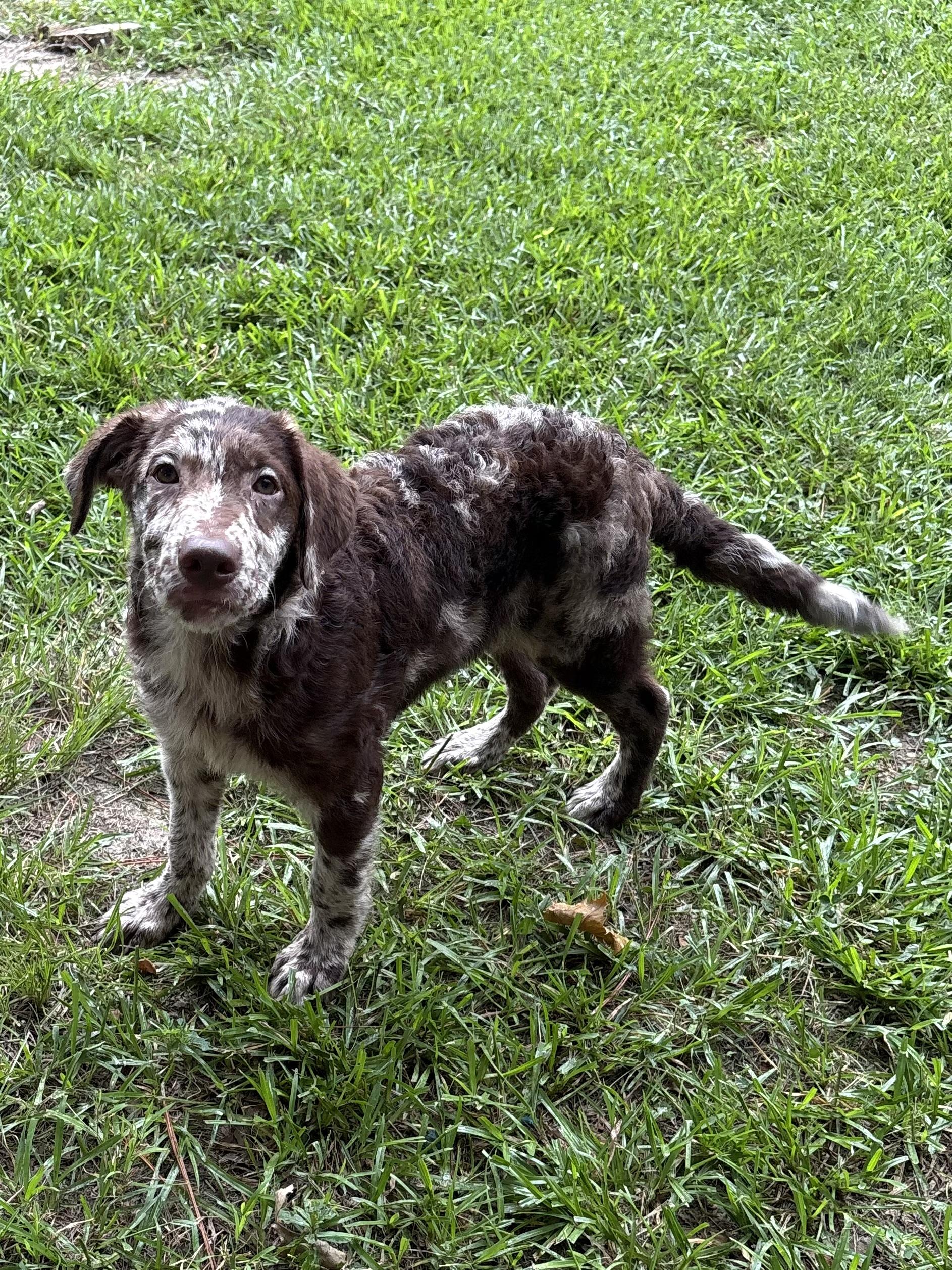 Shooter, an adoptable Aussiedoodle in Baker, LA, 70714 | Photo Image 2