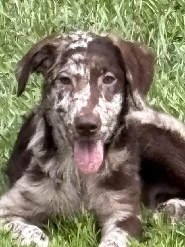Shooter, an adoptable Aussiedoodle in Baker, LA, 70714 | Photo Image 1