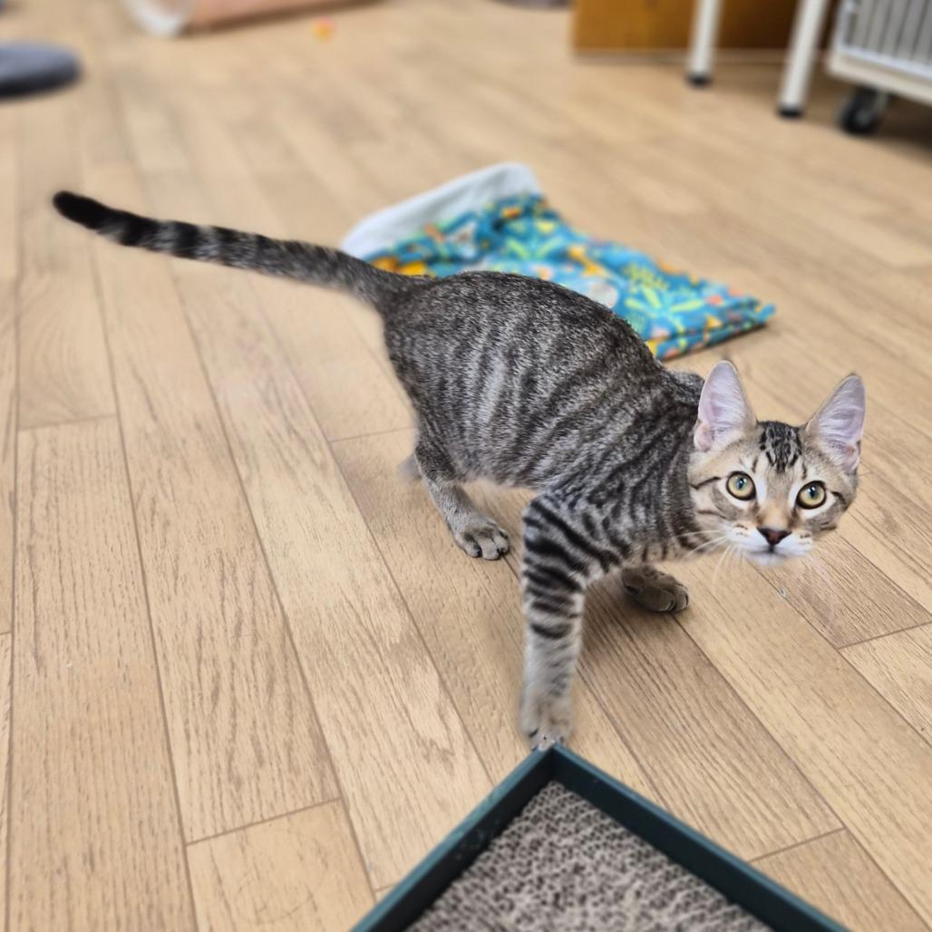 Bumblebee, Adoptable, Kitten Male Domestic Short Hair & Mixed Breed.