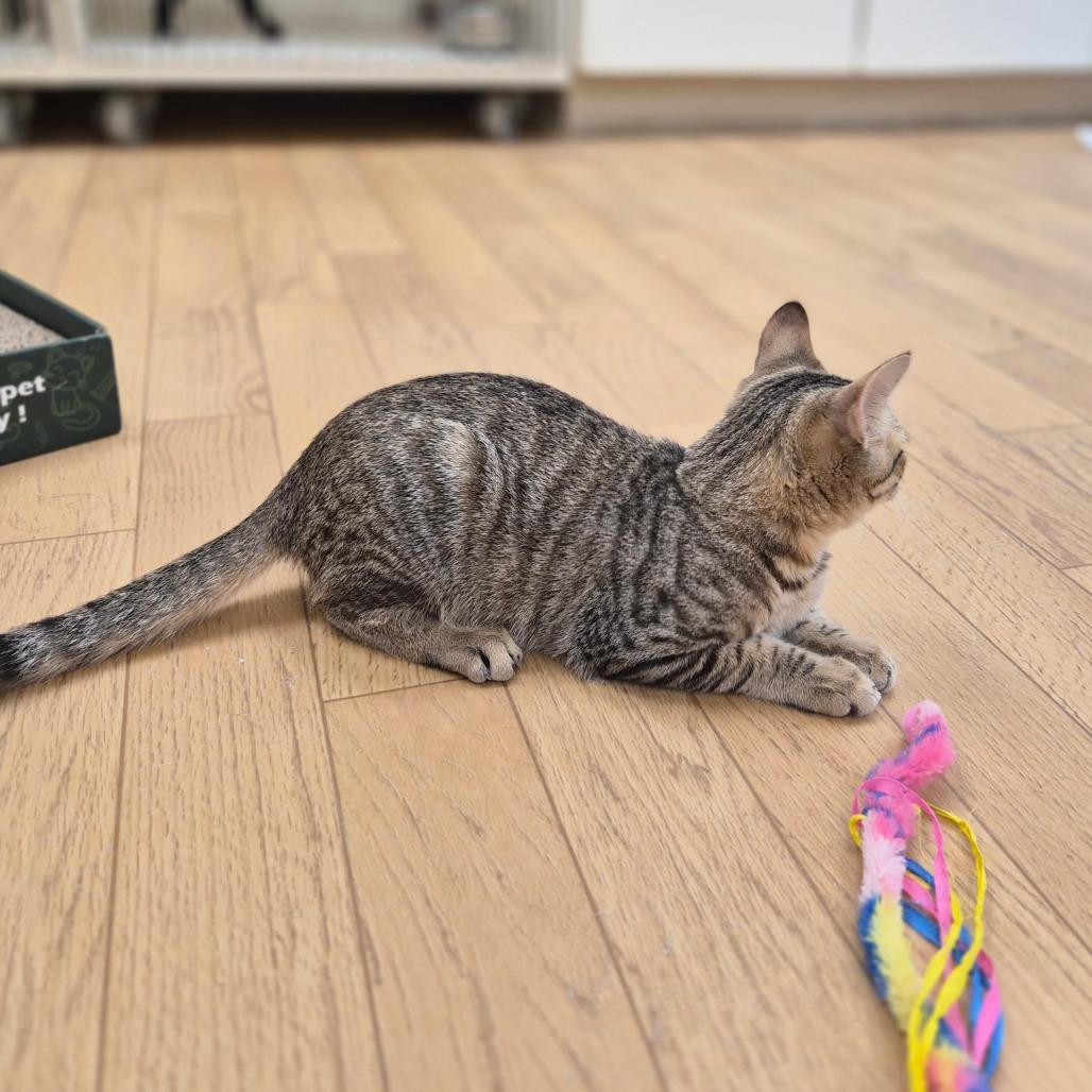Enlarge Bumblebee, a Adoptable mixed breed in Woodstock, IL image 3/4