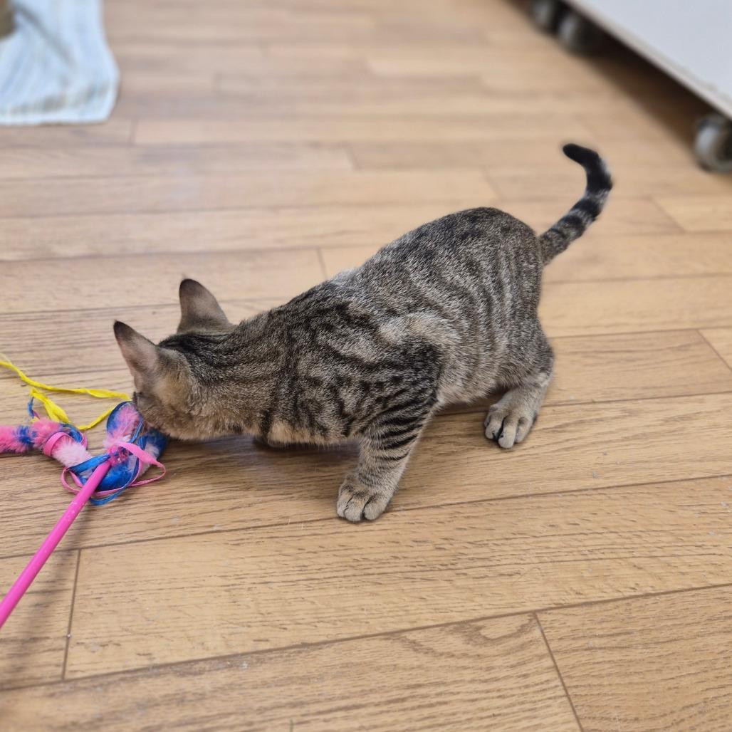 Enlarge Bumblebee, a Adoptable mixed breed in Woodstock, IL image 4/4
