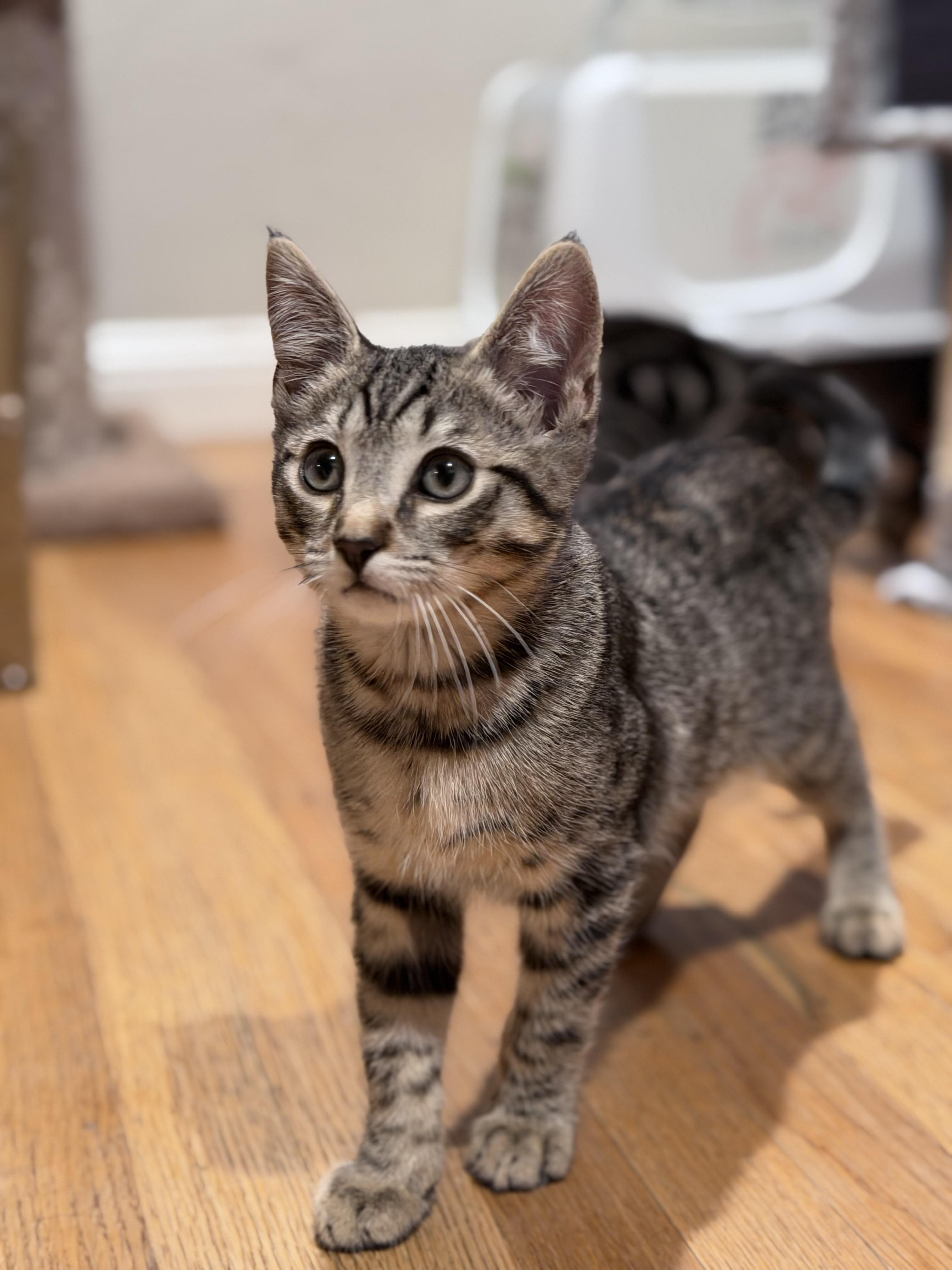 Loui, Adoptable, Kitten Male Tabby.