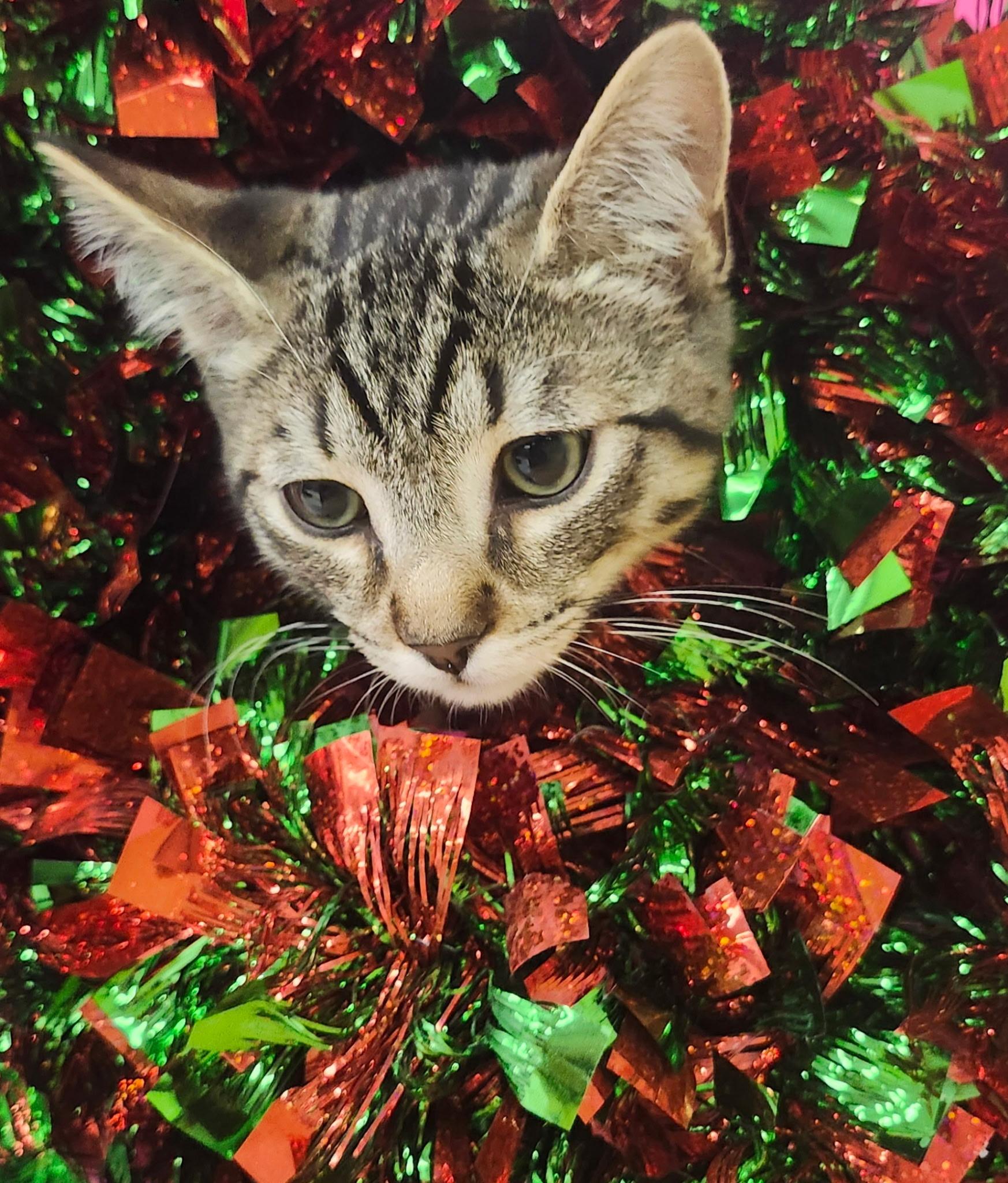 Enlarge Loui, a Adoptable Tabby in Brentwood, CA image 2/3