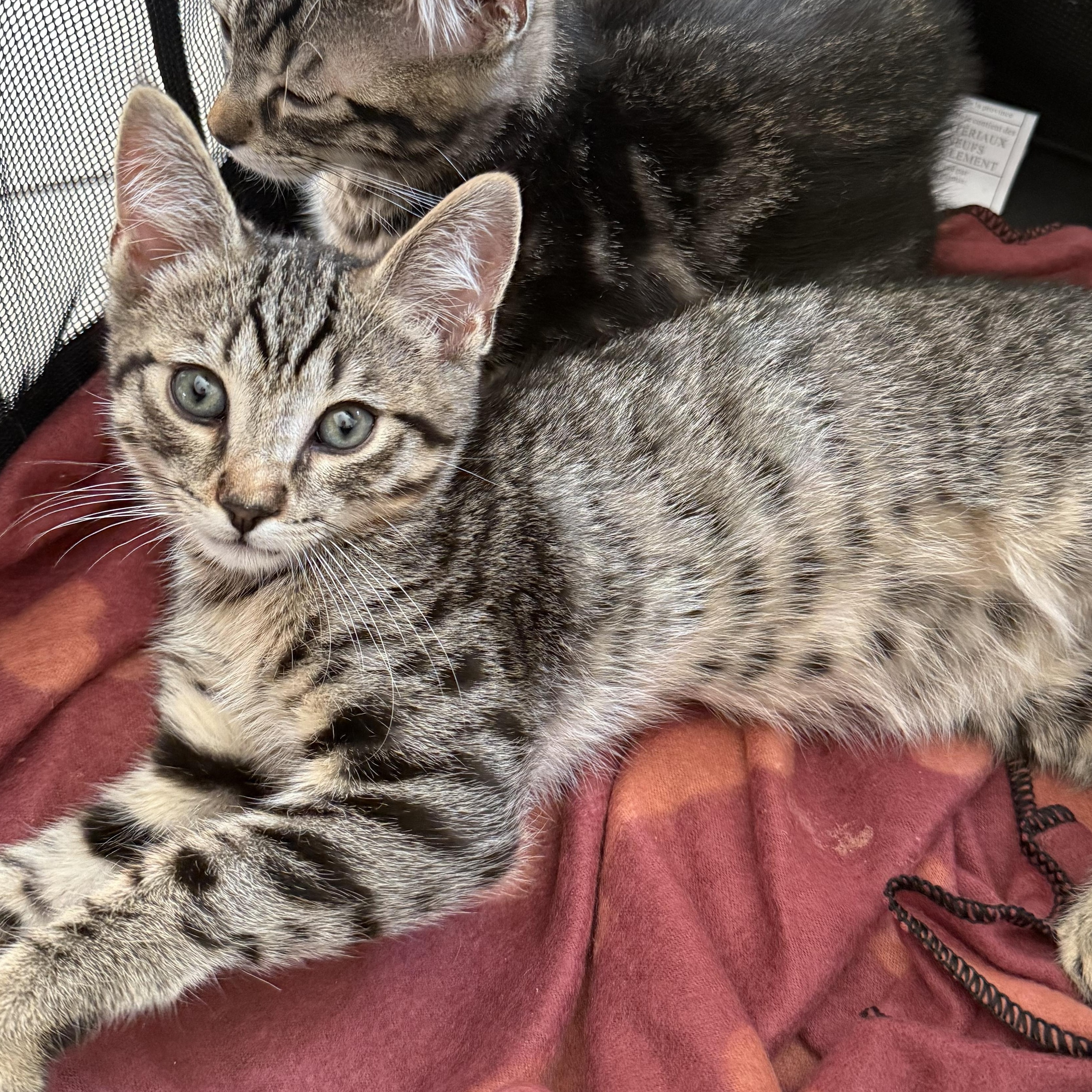 Enlarge Loui, a Adoptable Tabby in Brentwood, CA image 3/3