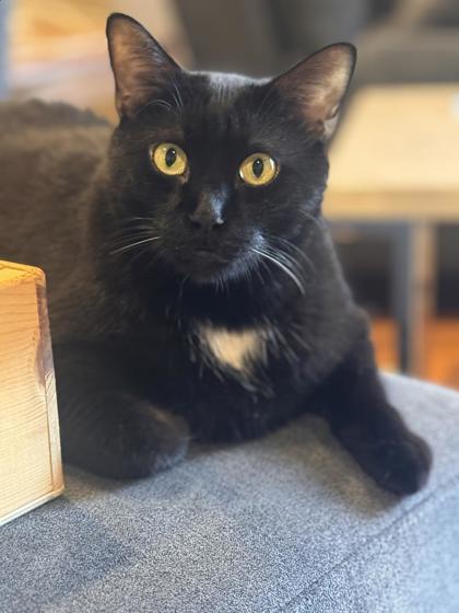 Enlarge Magic, a Adoptable Domestic Short Hair in Morton Grove, IL image 2/3