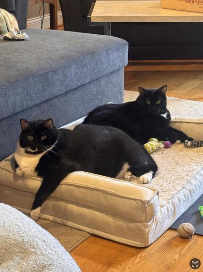 Enlarge Magic, a Adoptable Domestic Short Hair in Morton Grove, IL image 4/4