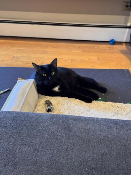 Enlarge Magic, a Adoptable Domestic Short Hair in Morton Grove, IL image 3/3