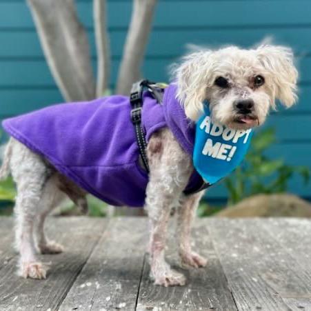 Mattie, Adoptable, Senior Male Poodle.