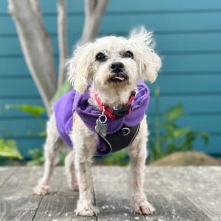 Mattie, Adoptable, Senior Male Poodle.