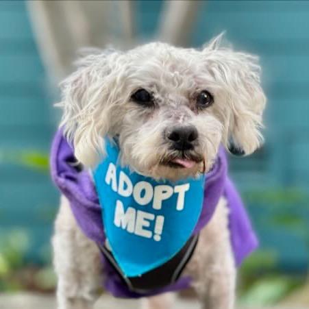 Mattie, a Adoptable Poodle in Pacific Grove, CA image 2/6