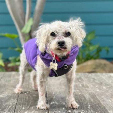 Mattie, a Adoptable Poodle in Pacific Grove, CA image 4/6