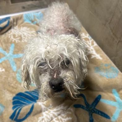 Mattie, a Adoptable Poodle image 4/6