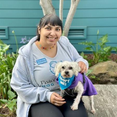 Mattie, a Adoptable Poodle image 6/6