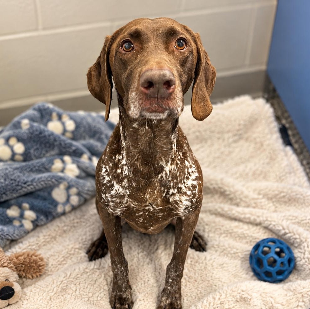 Enlarge Quinn, a Adoptable German Shorthaired Pointer in House Springs, MO image 1/1