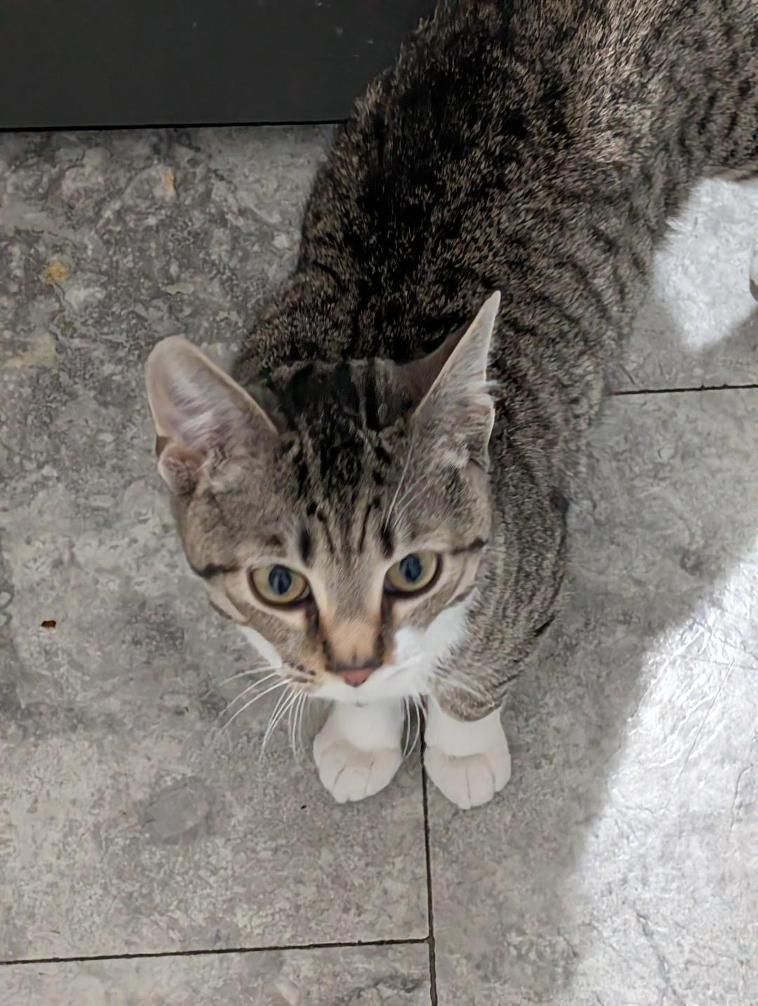 Splash, ADOPTABLE, Kitten Male Domestic Short Hair.