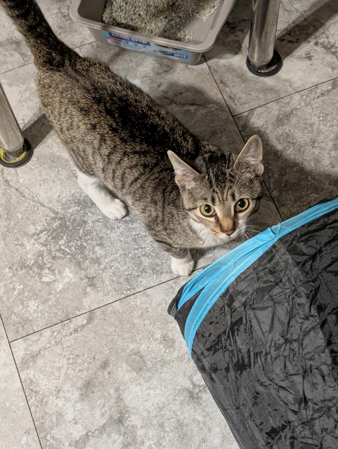 Enlarge Splash, a ADOPTABLE Domestic Short Hair in Reisterstown, MD image 3/3