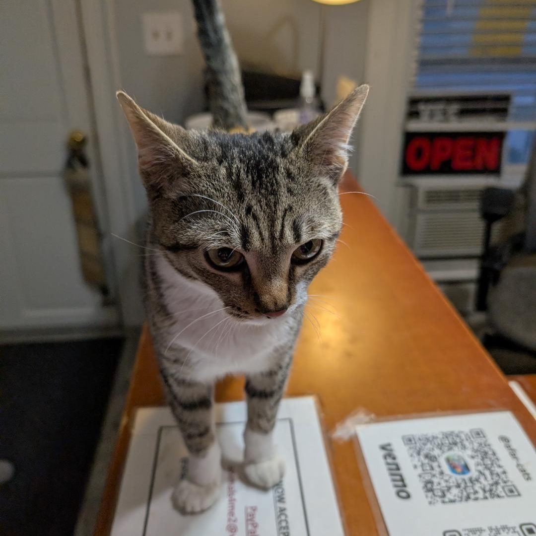 Enlarge Splash, a ADOPTABLE Domestic Short Hair in Reisterstown, MD image 2/3