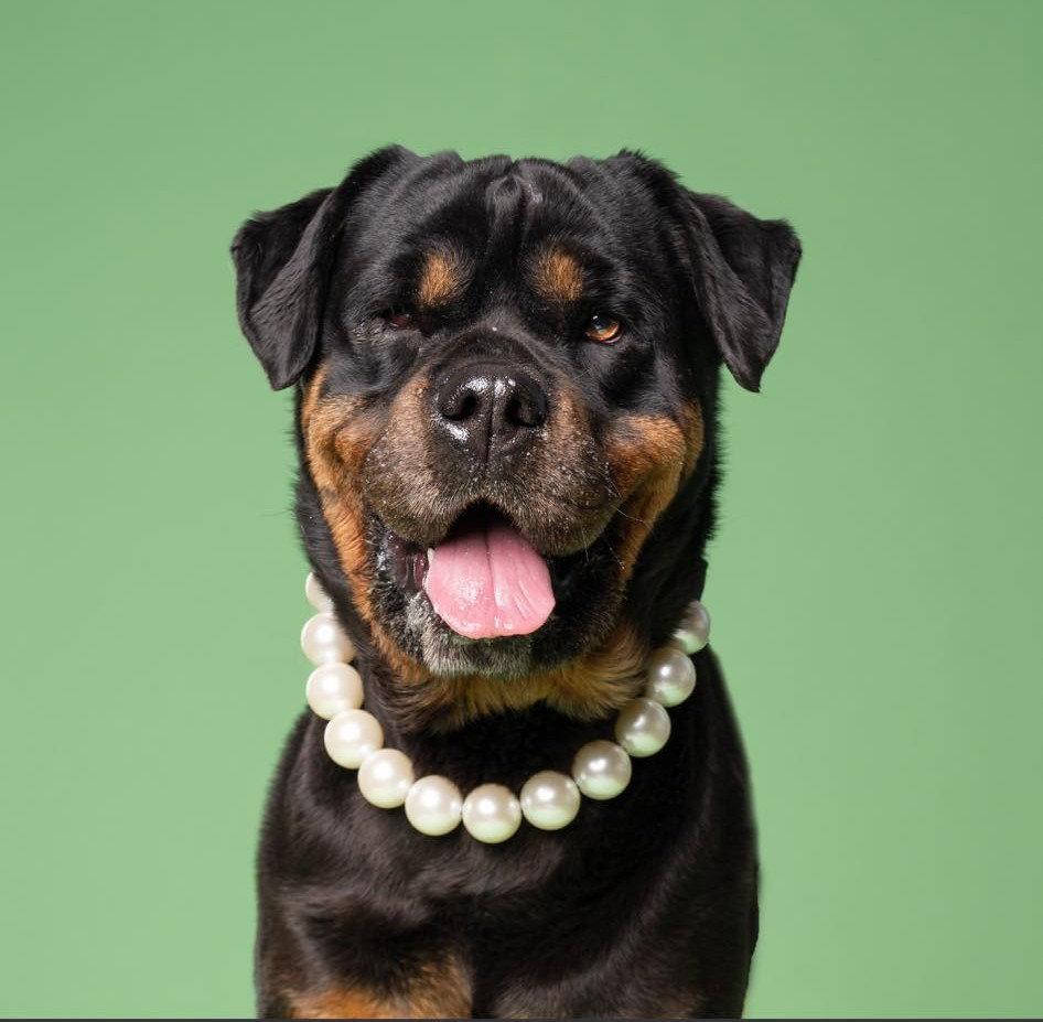 Michelle, Adopted, Adult Female Rottweiler.