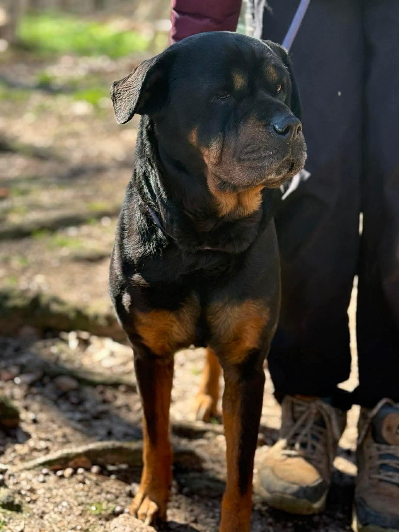 Enlarge Michelle, a Adopted Rottweiler in Hillsboro, NH image 2/3