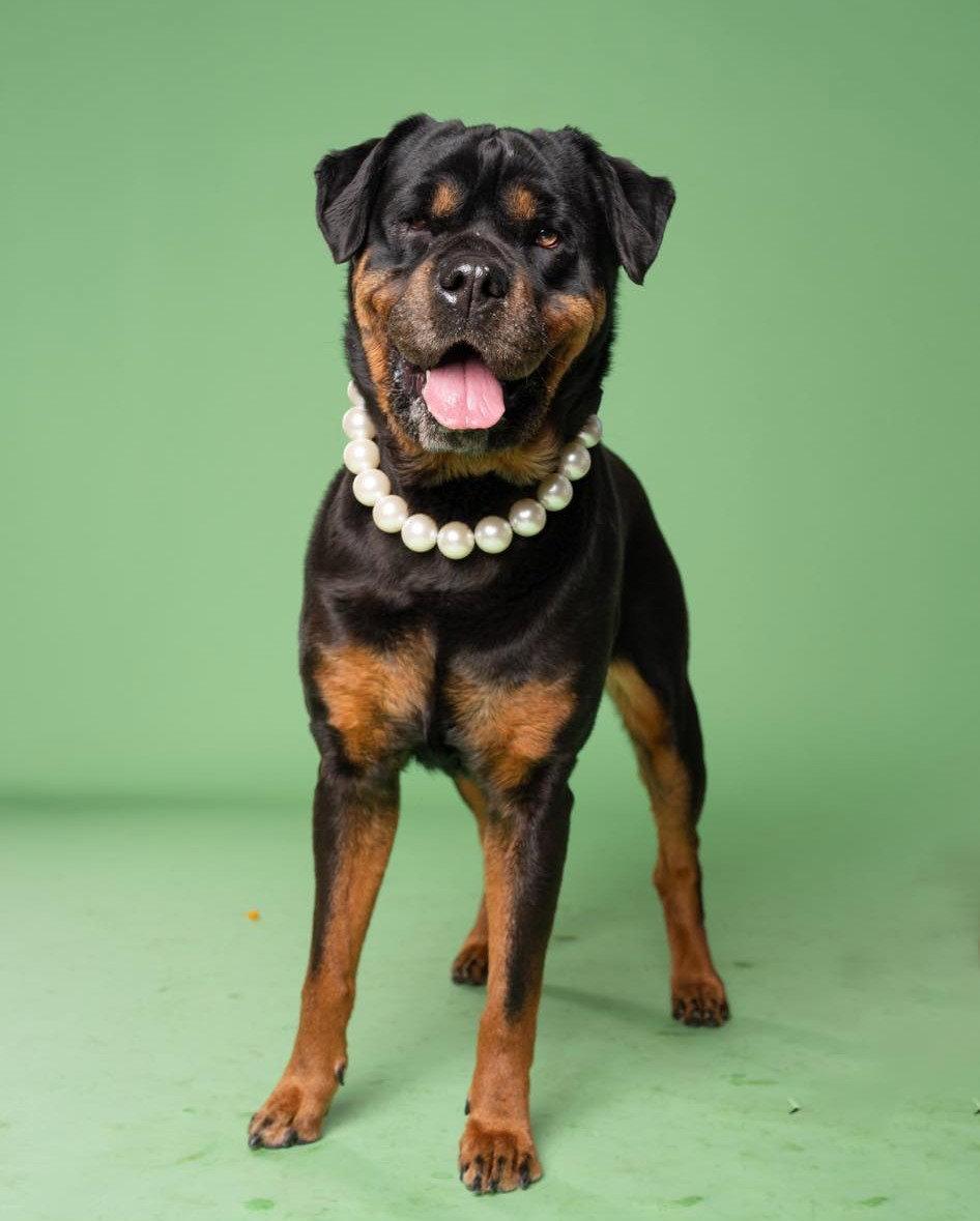 Enlarge Michelle, a Adopted Rottweiler in Hillsboro, NH image 3/3