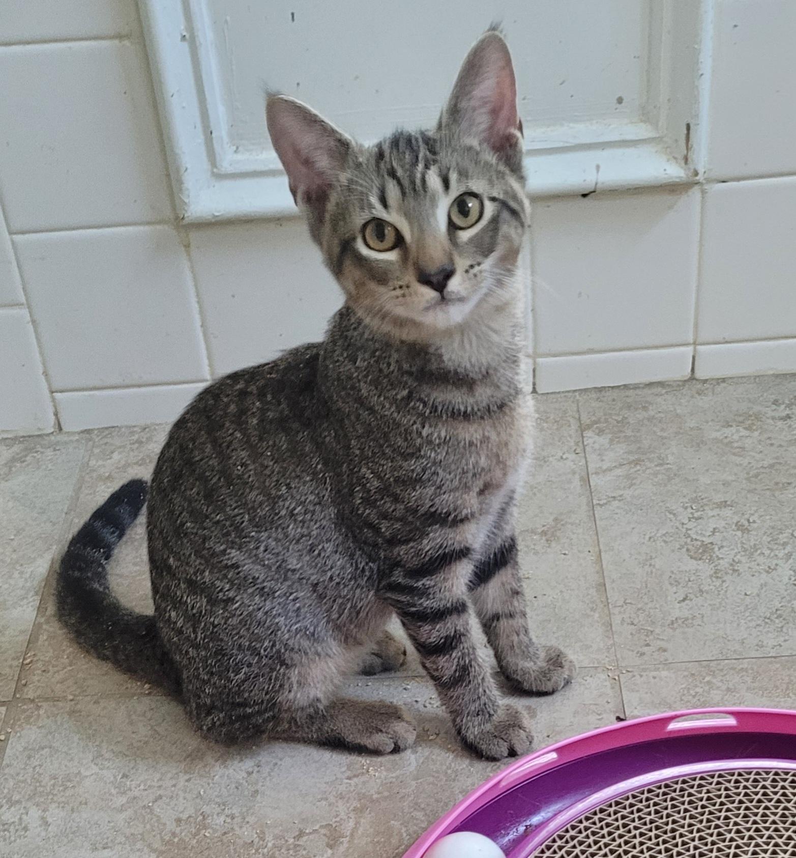 Axle, ADOPTABLE, Young Male Domestic Short Hair.