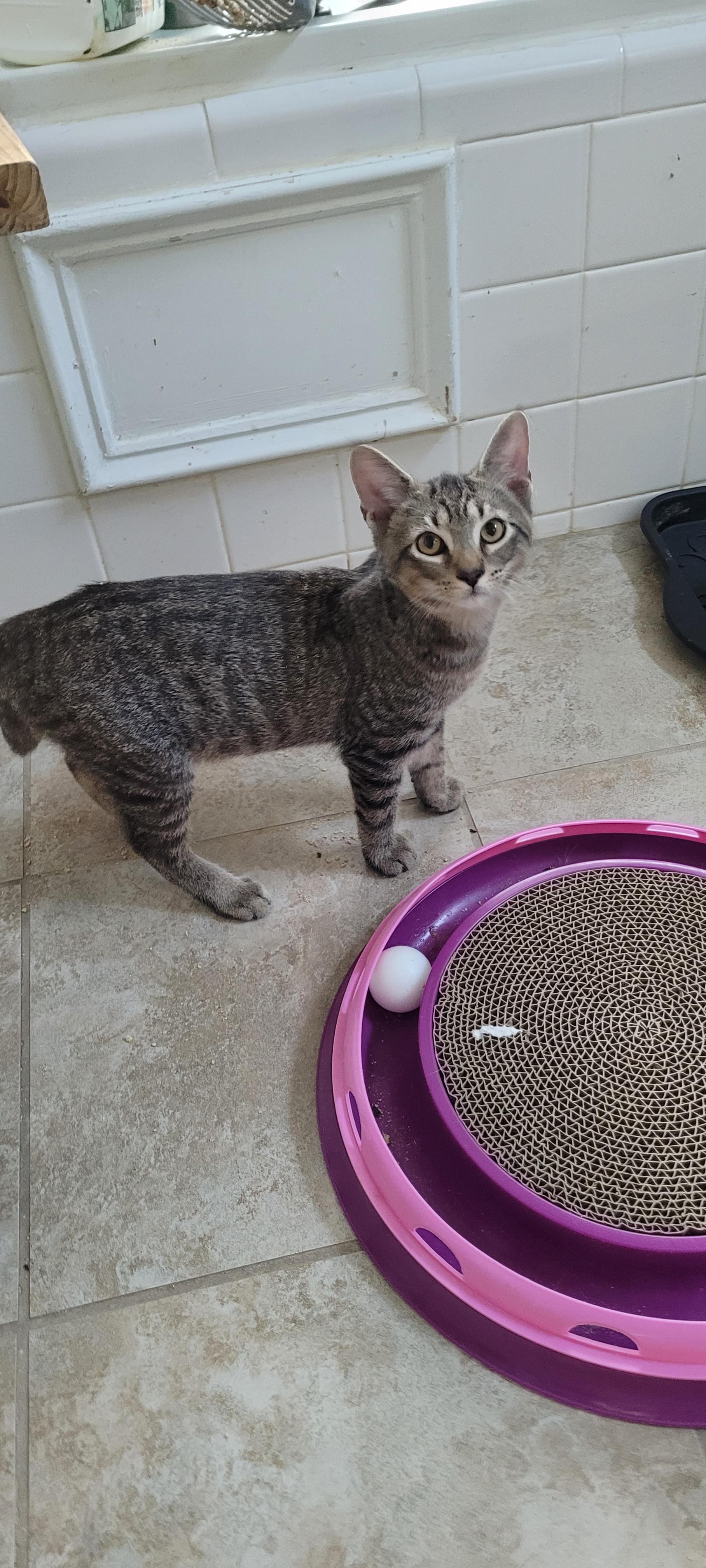 Enlarge Axle, a ADOPTABLE mixed breed in Lawrenceville, GA image 2/2