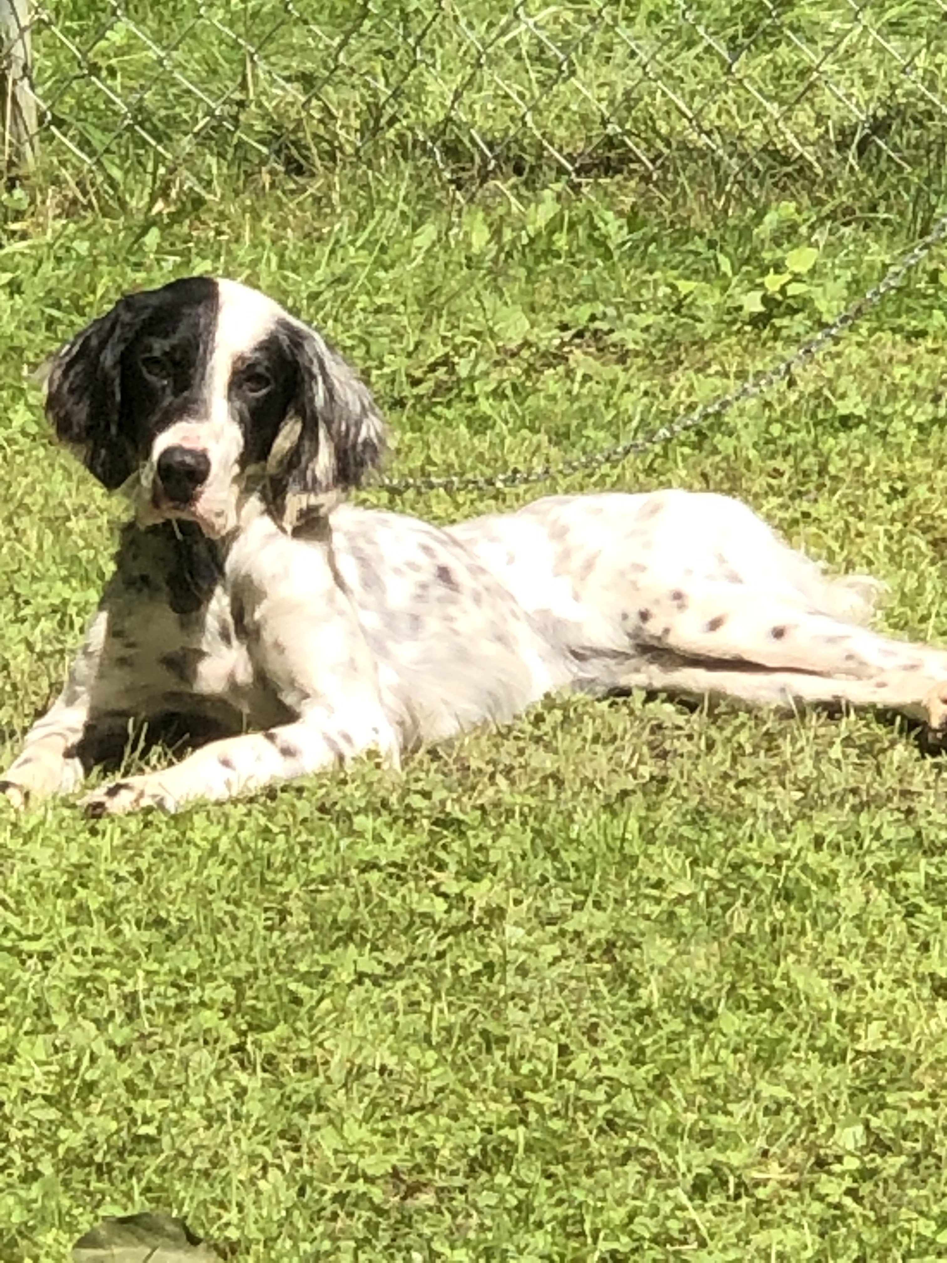 Tess, a Adoptable English Setter in Philadelphia, PA image 1/5