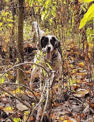 Tess, a Adoptable English Setter in Philadelphia, PA image 2/5