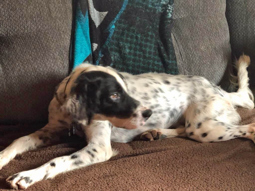 Tess, a Adoptable English Setter in Philadelphia, PA image 3/5