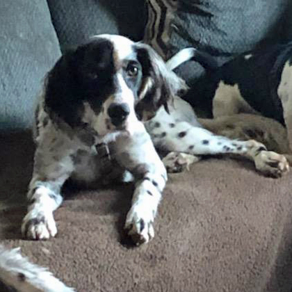 Tess, a Adoptable English Setter in Philadelphia, PA image 4/5