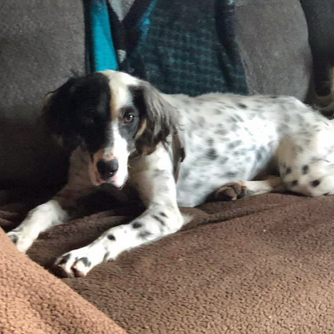 Tess, a Adoptable English Setter in Philadelphia, PA image 5/5