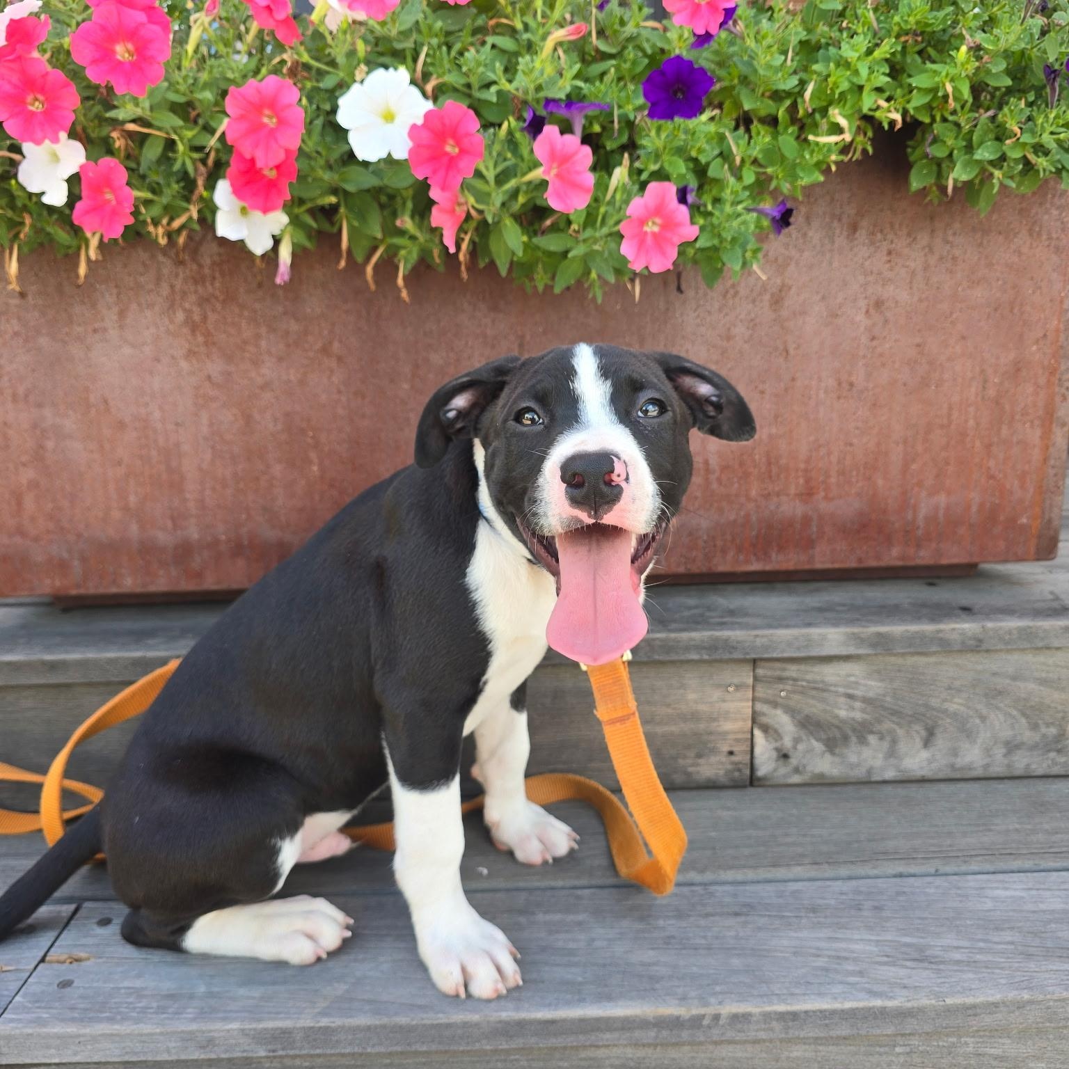 Enlarge Rex, a ADOPTABLE mixed breed in Rock Hill, SC image 4/6
