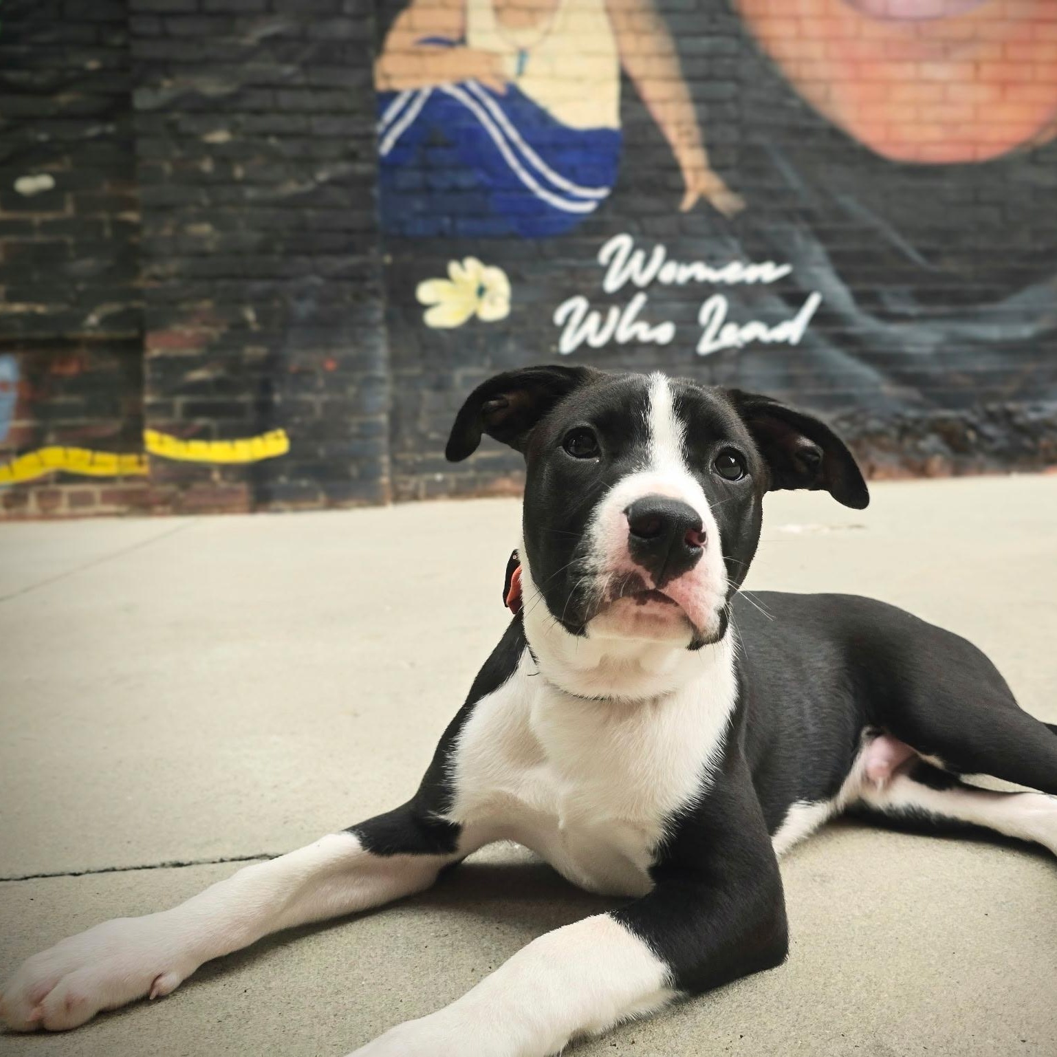 Rex, a ADOPTABLE mixed breed in Rock Hill, SC image 3/6