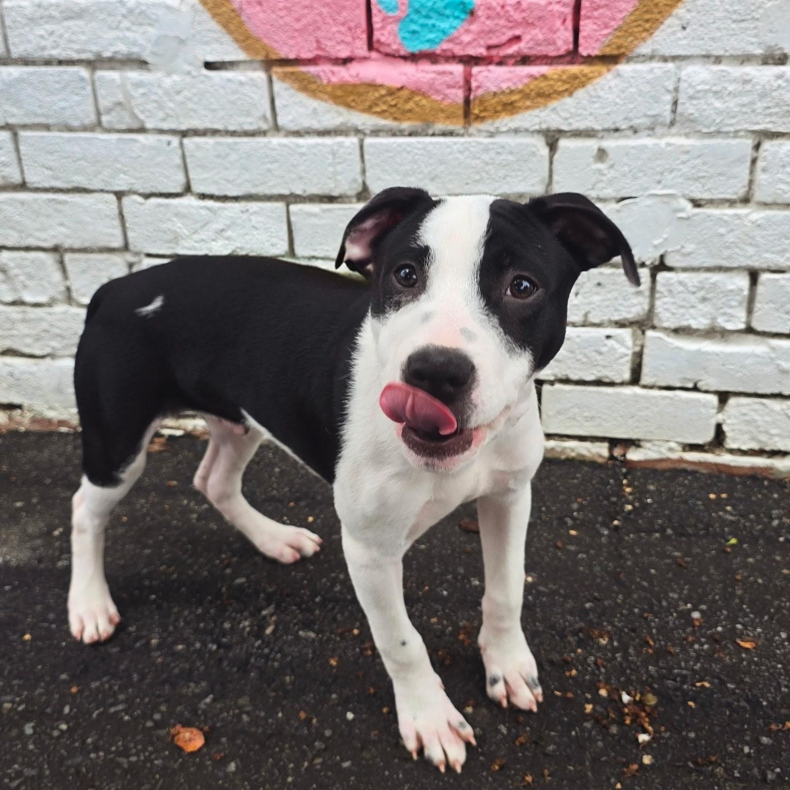 Rex, a ADOPTABLE mixed breed in Rock Hill, SC image 6/6
