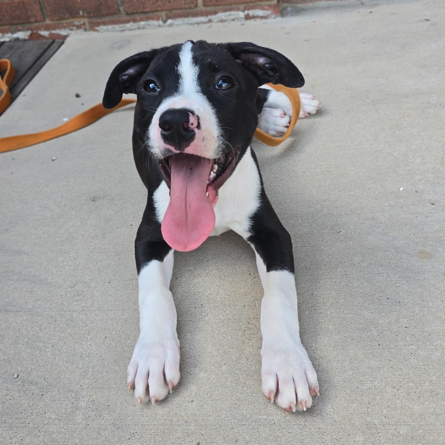 Enlarge Rex, a ADOPTABLE mixed breed in Rock Hill, SC image 3/6